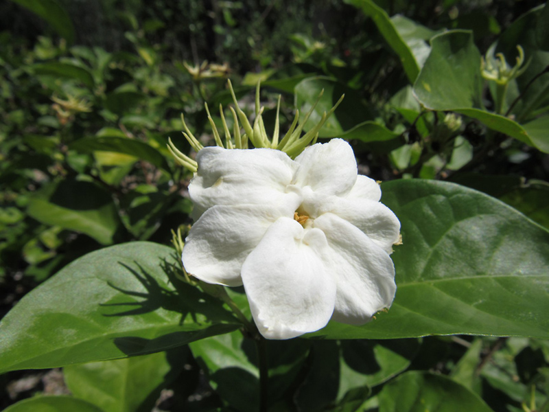 Arabian Jasmine Heeman s
