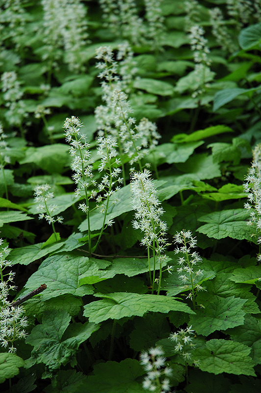 Tiarella cordifolia
