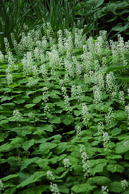 Tiarella cordifolia