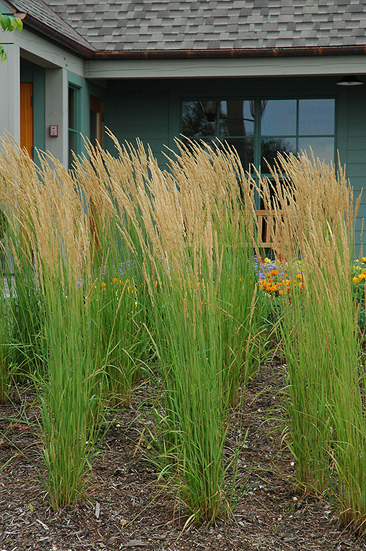 Calamagrostis x acutiflora 'Karl Foerster'