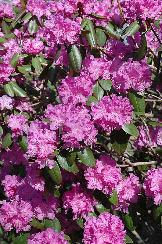 Rhododendron 'P.J.M.'