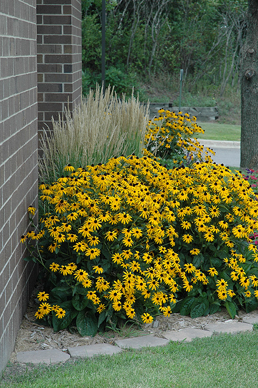 Rudbeckia fulgida 'Goldsturm'
