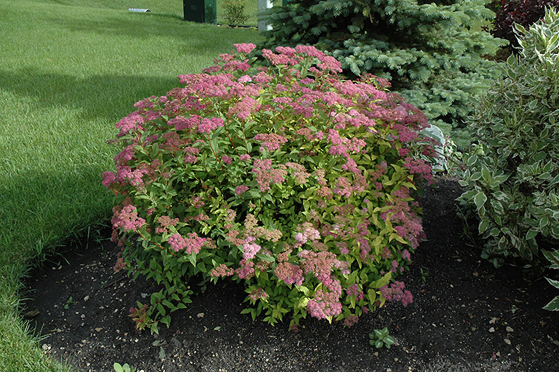 Goldmound spirea shop