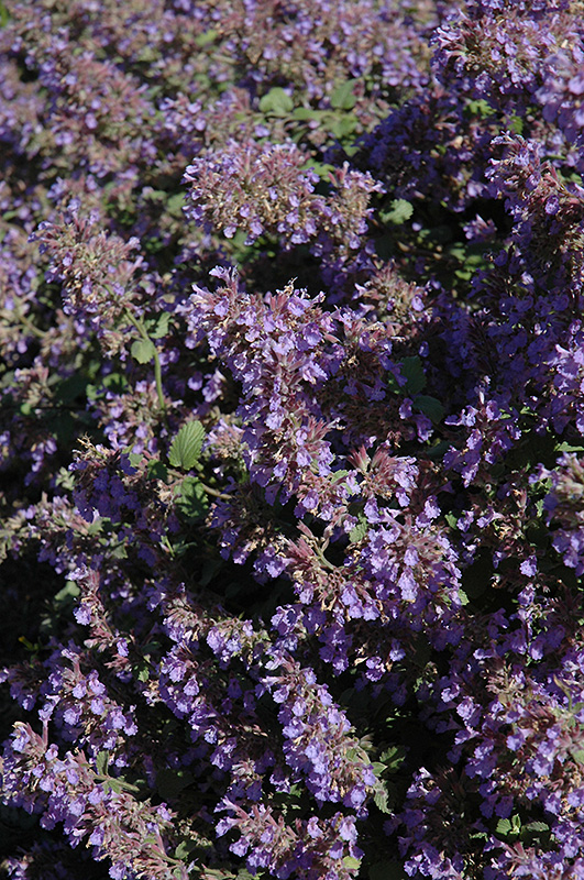 Nepeta x faassenii 'Walker's Low'