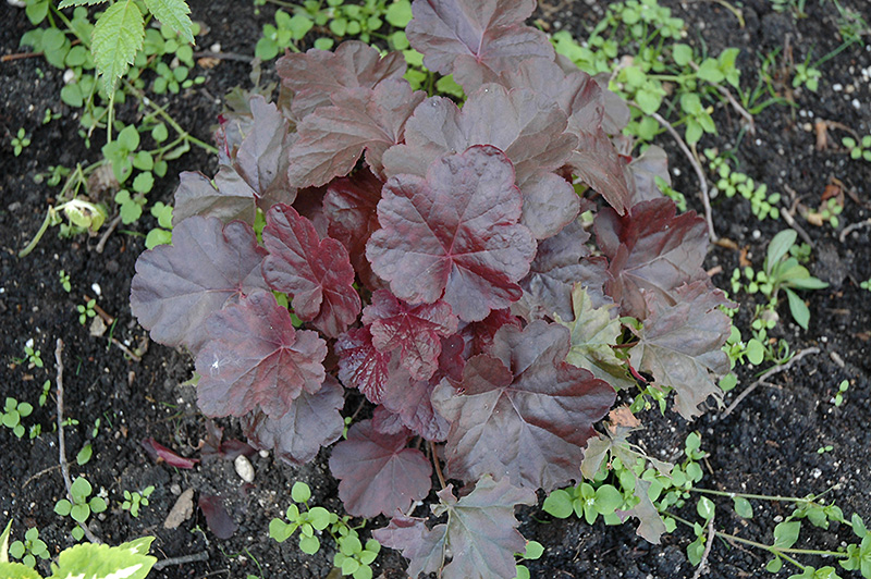 Obsidian Coral Bells Heuchera Obsidian In Riverton Lander