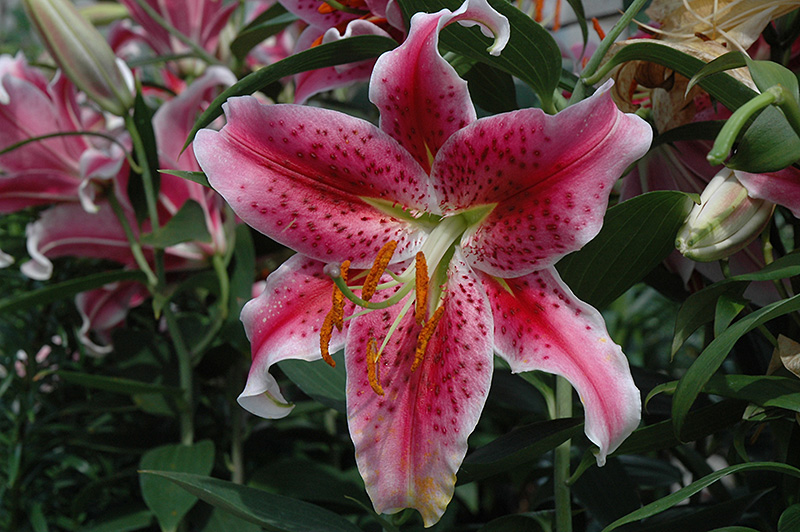 Stargazer lily 2025