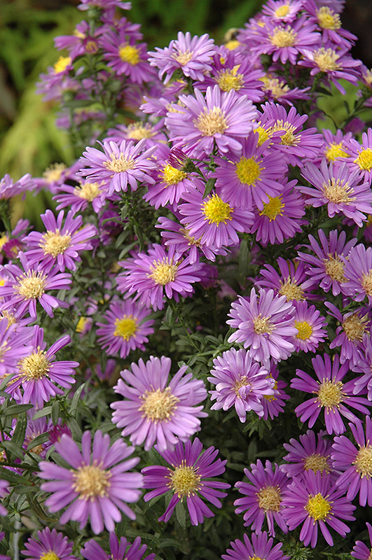 Symphyotrichum novi-belgii 'Celeste'