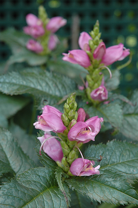 Chelone lyonii 'Hot Lips'