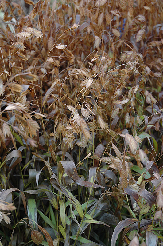Chasmanthium latifolium