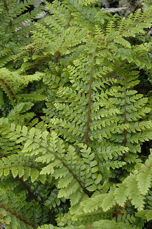 Polystichum polyblepharum