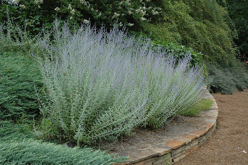 Russian sage plant deals