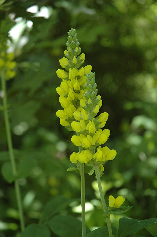 Thermopsis villosa