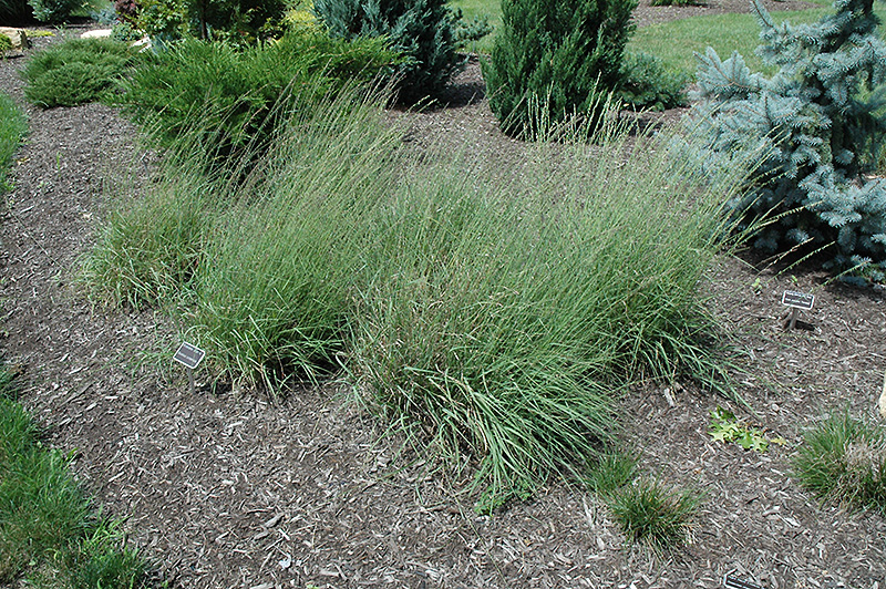 Bouteloua curtipendula