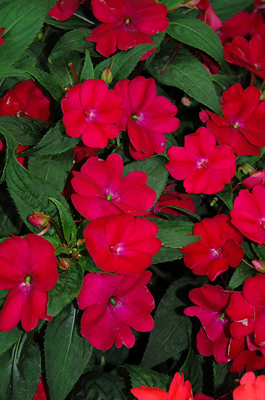 CULTIVANDO: SunPatiens e Impatiens 