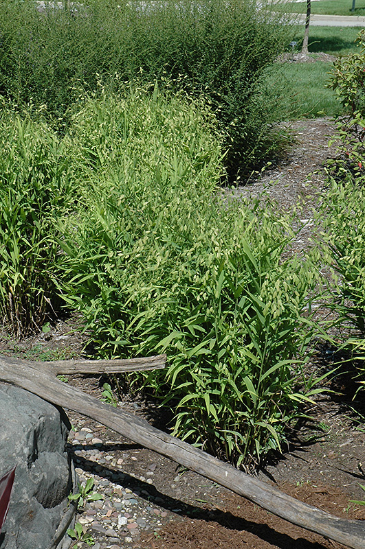 Chasmanthium latifolium