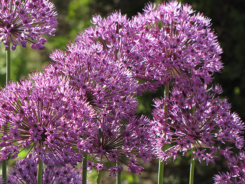 Allium giganteum