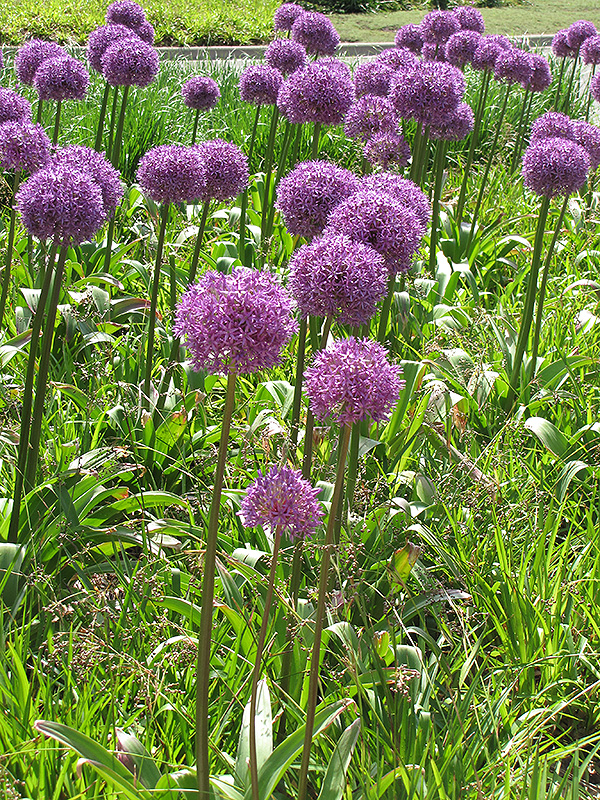 Allium giganteum