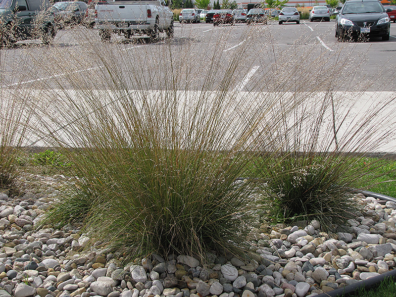 Sporobolus heterolepis