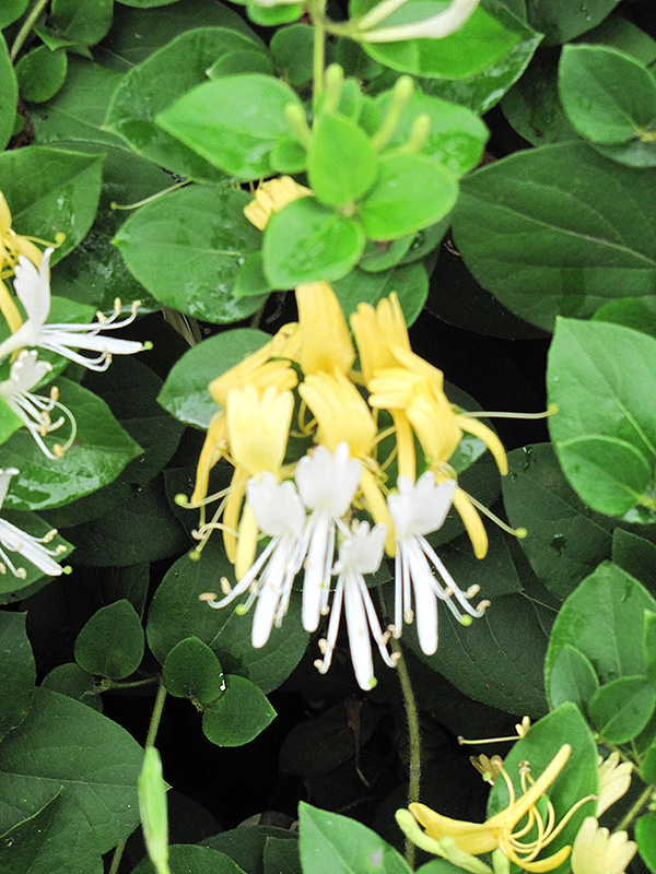 Japanese honeysuckle deals
