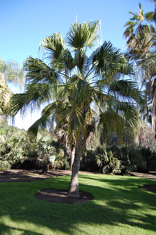 Chinese palm shop