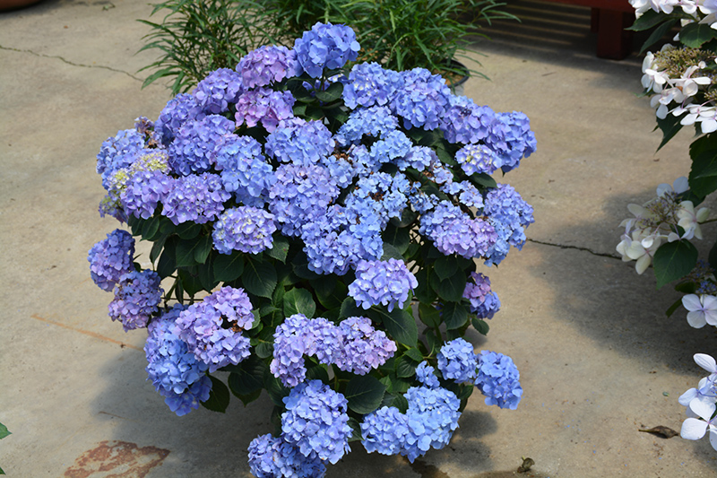 Image of Blue Jangles Hydrangea in full bloom