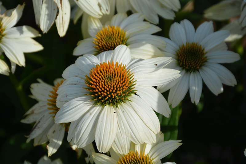 Echinacea purpurea 'PowWow White'