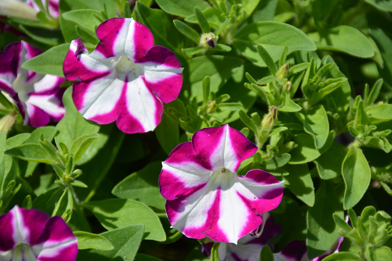 Blanket white petunia clearance