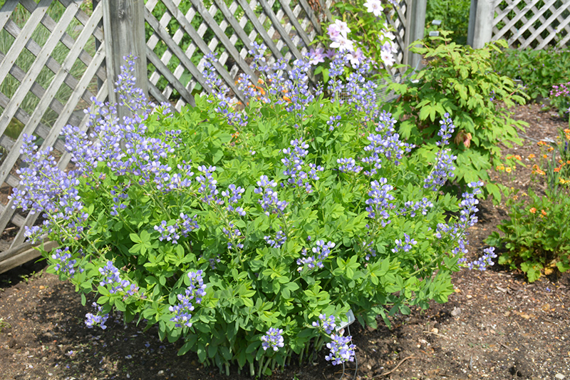 Blue Wild Indigo - Heeman's