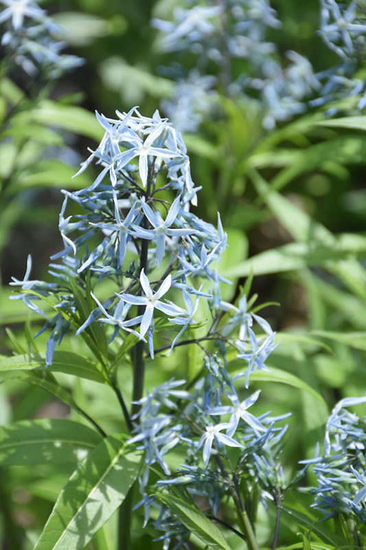 Amsonia hubrichtii