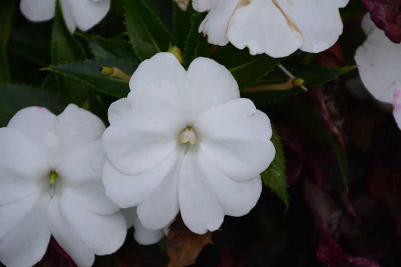 CULTIVANDO: SunPatiens e Impatiens 