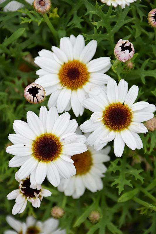 Grandaisy White Daisy Heeman s