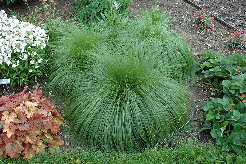 Sporobolus heterolepis