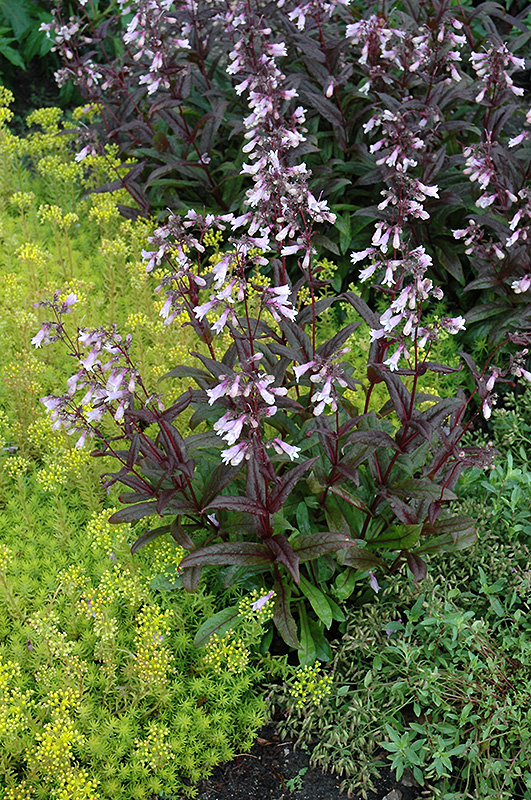 Penstemon 'Dark Towers'