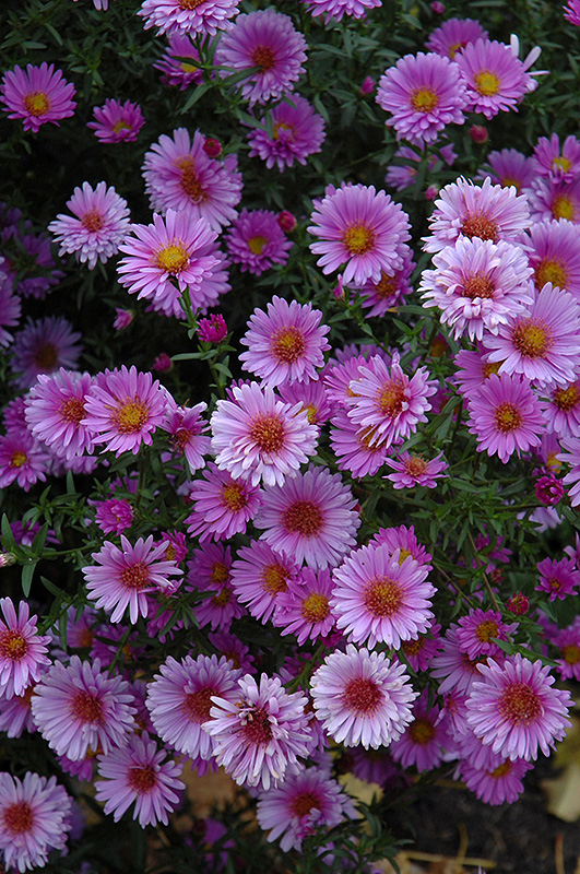 Symphyotrichum novae-angliae 'Purple Dome'
