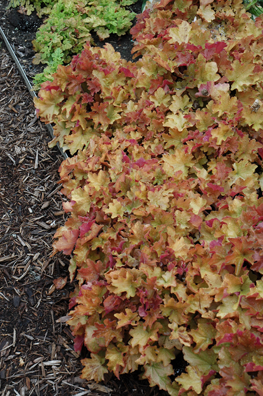 Heuchera 'Caramel'