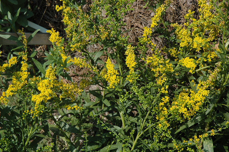 Solidago shortii 'Solar Cascade'