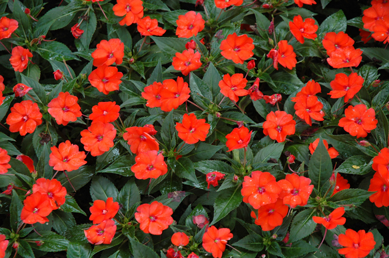 CULTIVANDO: SunPatiens e Impatiens 