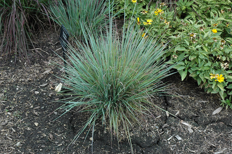 Schizachyrium scoparium 'Standing Ovation'