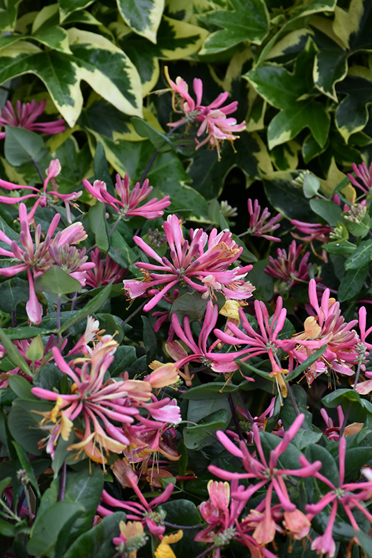 Goldflame honeysuckle deals