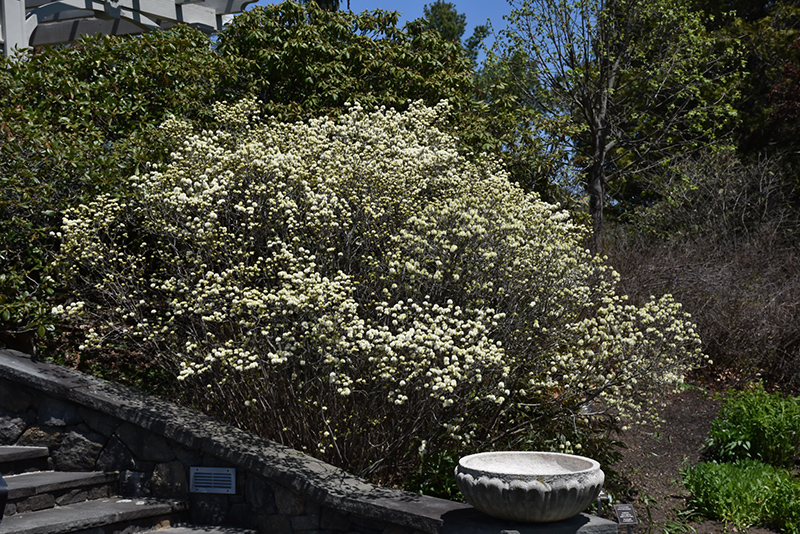 Fothergilla gardenii