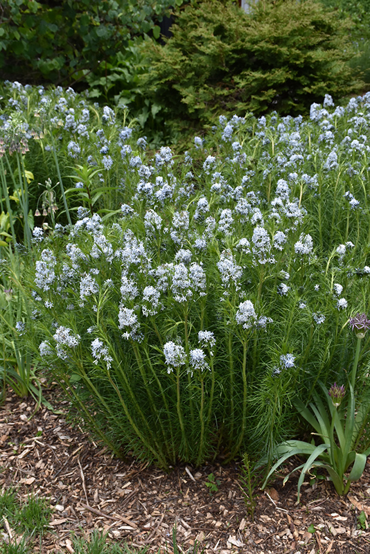 Amsonia hubrichtii