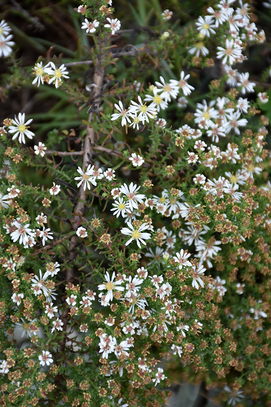 Symphyotrichum ericoides 'Snow Flurry'