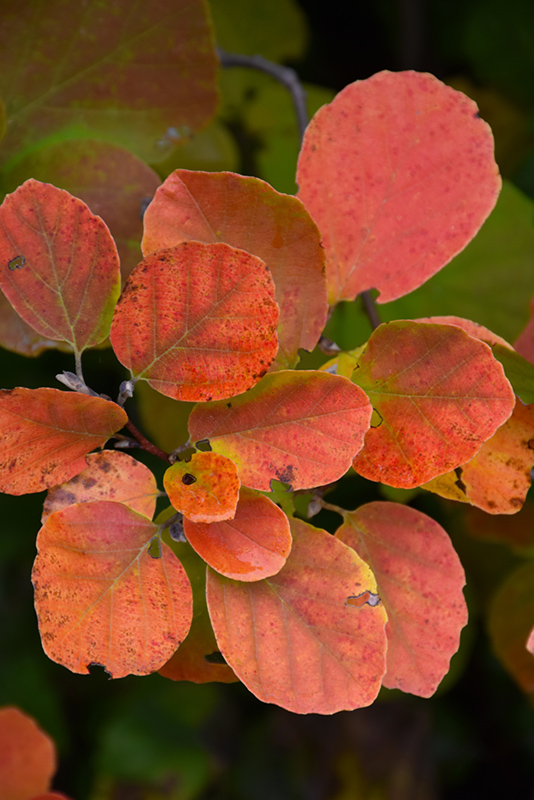 Fothergilla gardenii