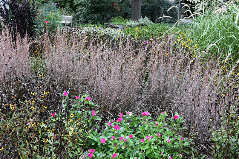 Schizachyrium scoparium 'Standing Ovation'