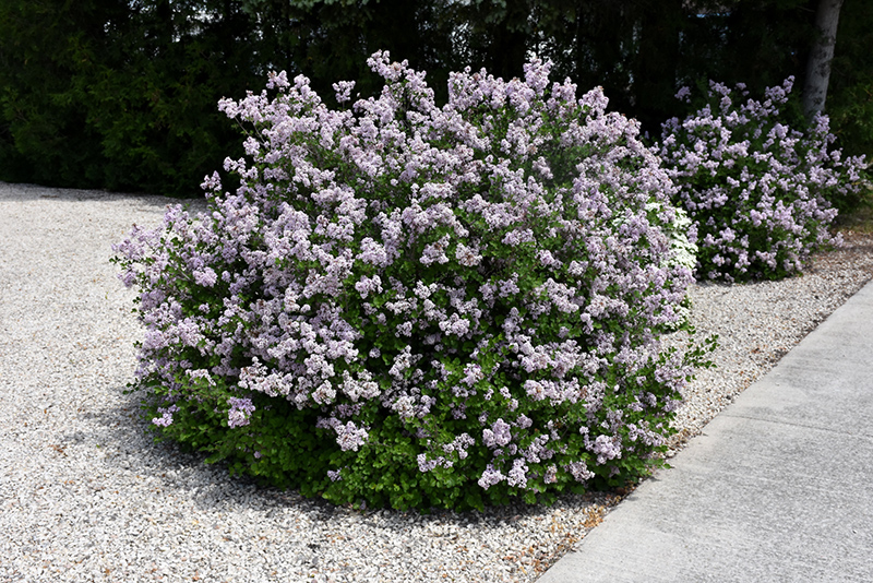 Image of Dwarf Korean lilac plant