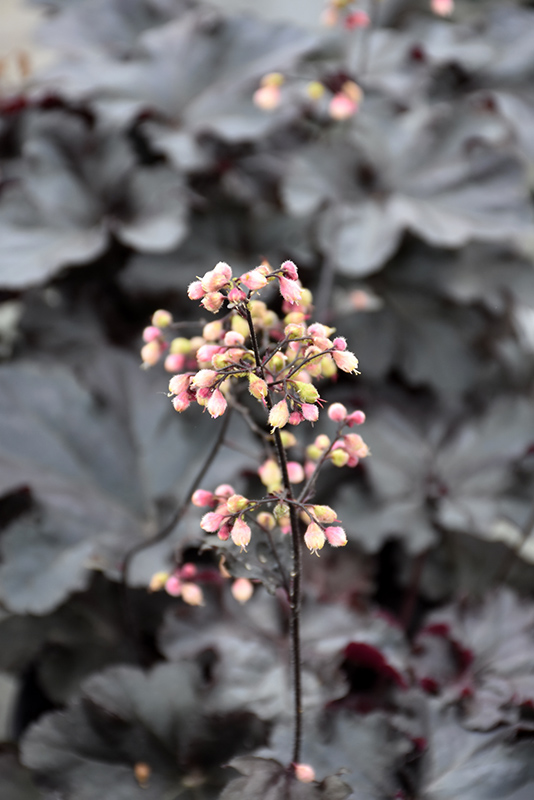 Heuchera black clearance pearl