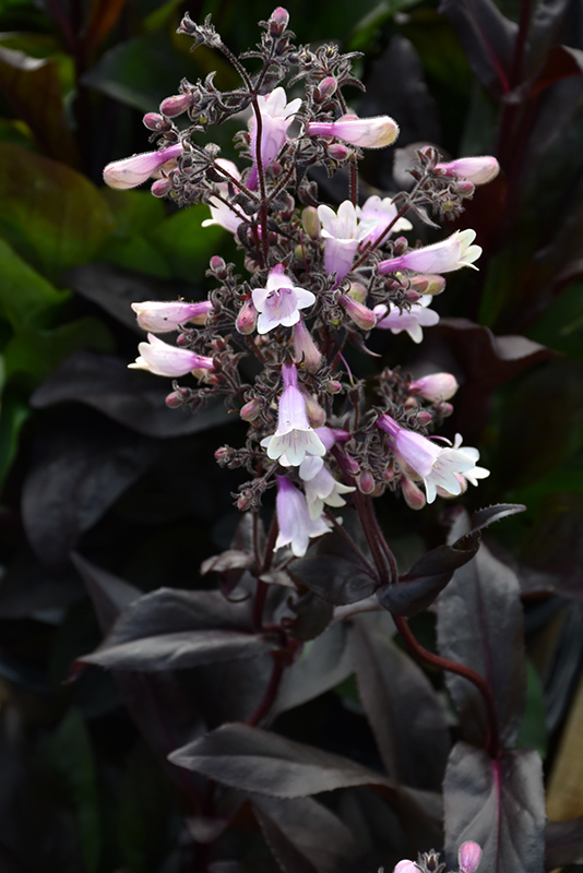 Penstemon 'Dark Towers'