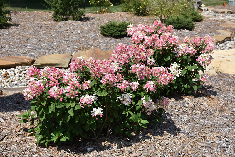 Little quick fire on sale hydrangea