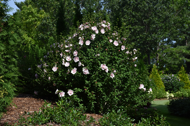 Image of Pink Chiffon Rose of Sharon flowers in a vase