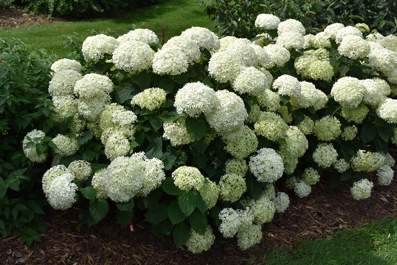 Image of Limetta Hydrangea in full bloom
